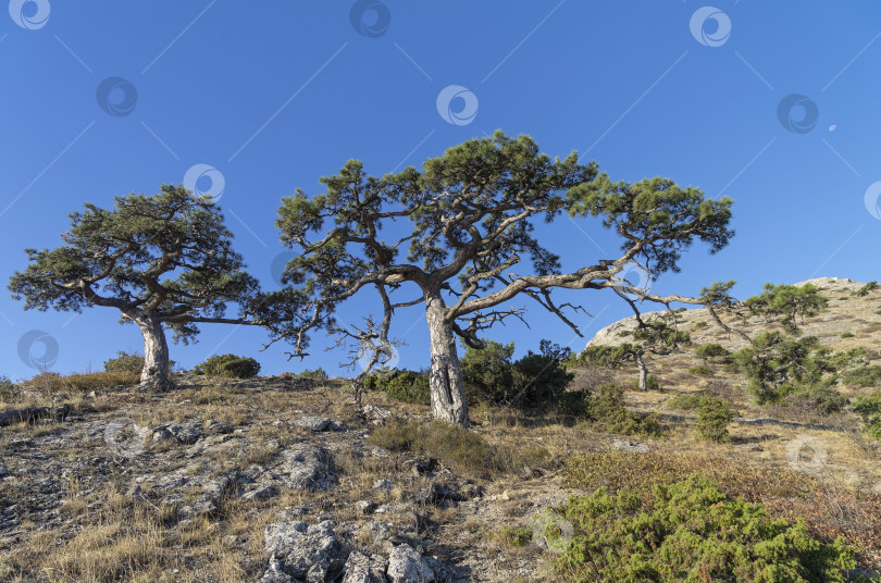Скачать Реликтовые сосны на скале. Крым. фотосток Ozero