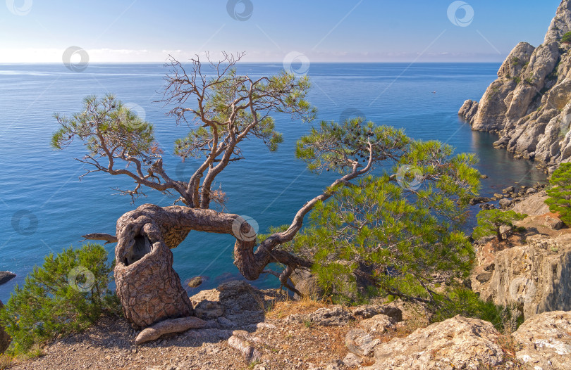 Скачать Причудливо изогнутая реликтовая сосна на берегу моря. фотосток Ozero