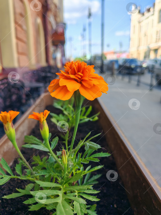 Скачать Бархатцы цветут на улицах города фотосток Ozero