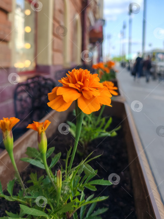 Скачать Цветы бархатцы цветут на улицах города фотосток Ozero