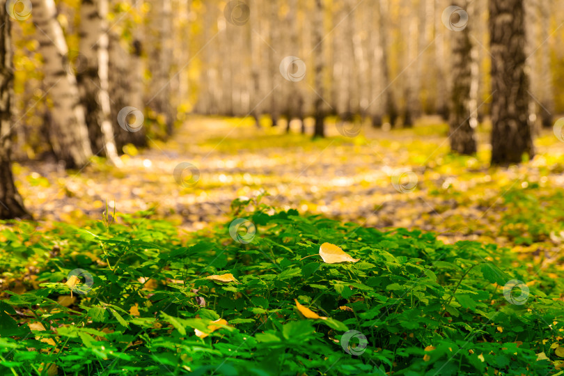 Скачать Осенний яркий пейзаж с березовым лесом. фотосток Ozero