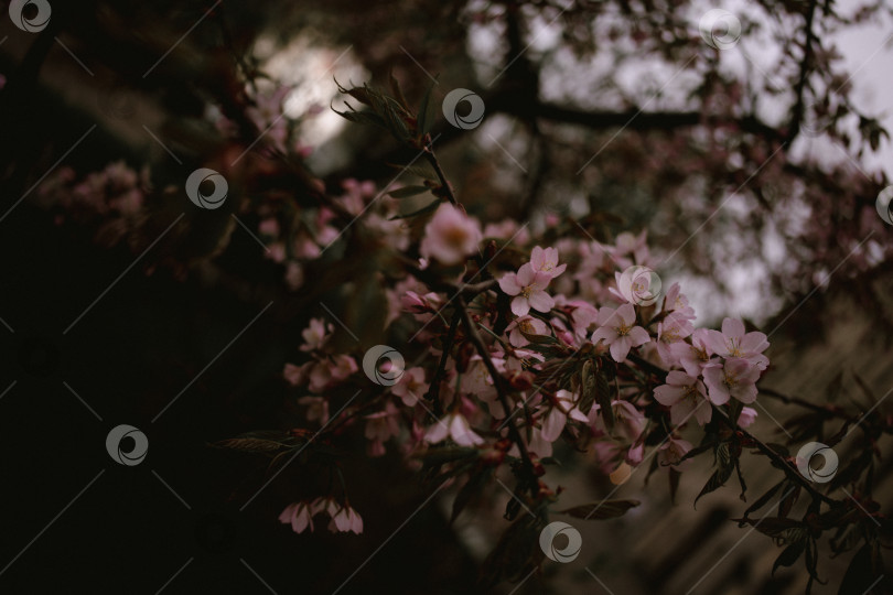Скачать яблоня фотосток Ozero