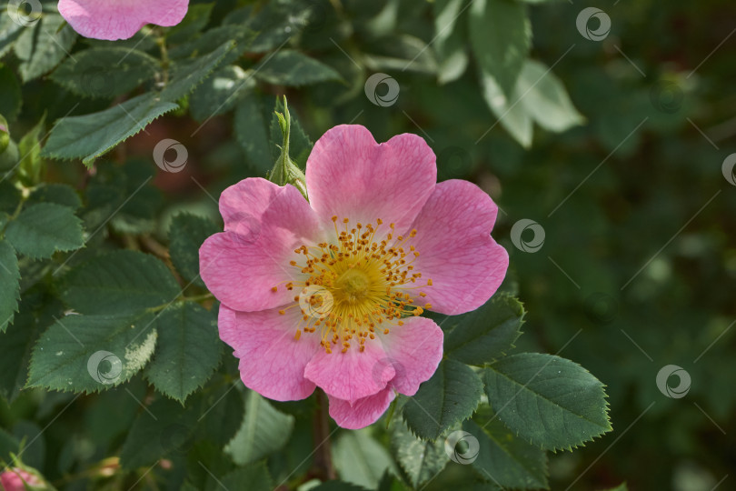Скачать В саду распускаются цветы шиповника (лат. Rosa). фотосток Ozero