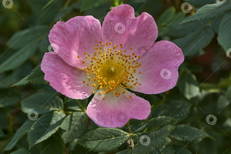 Скачать В саду распускаются цветы шиповника (лат. Rosa). фотосток Ozero