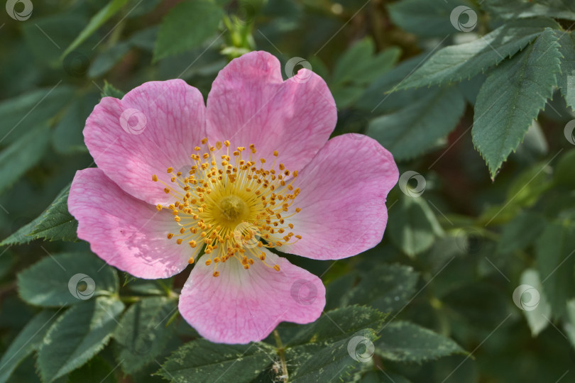 Скачать В саду распускаются цветы шиповника (лат. Rosa). фотосток Ozero