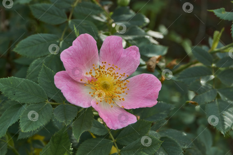 Скачать В саду распускаются цветы шиповника (лат. Rosa). фотосток Ozero