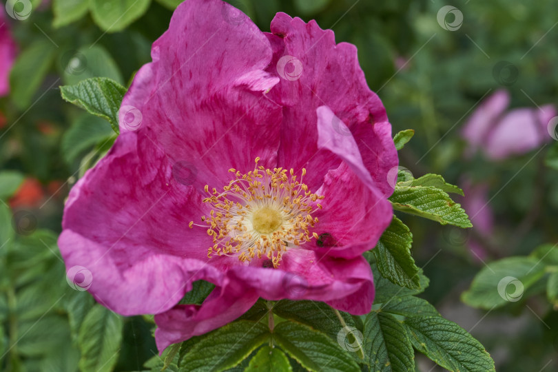 Скачать В саду распускаются цветы шиповника (лат. Rosa). фотосток Ozero