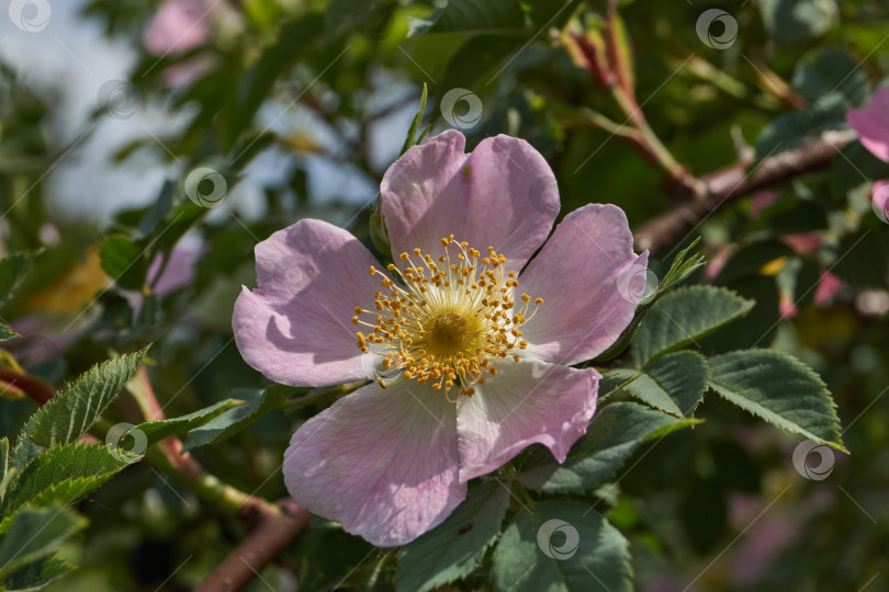 Скачать В саду распускаются цветы шиповника (лат. Rosa). фотосток Ozero