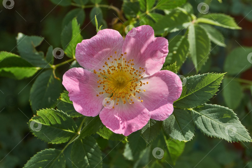 Скачать В саду распускаются цветы шиповника (лат. Rosa). фотосток Ozero