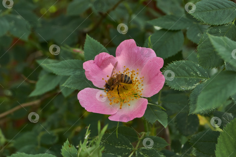 Скачать В саду распускаются цветы шиповника (лат. Rosa). фотосток Ozero