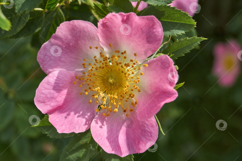 Скачать В саду распускаются цветы шиповника (лат. Rosa). фотосток Ozero