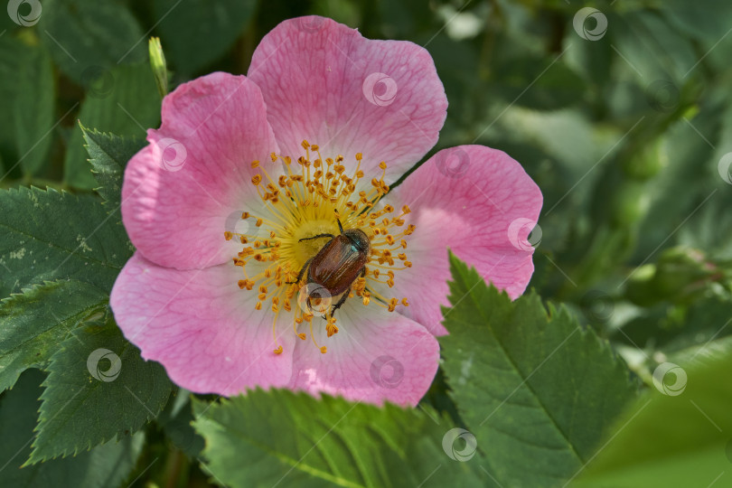 Скачать В саду распускаются цветы шиповника (лат. Rosa). фотосток Ozero