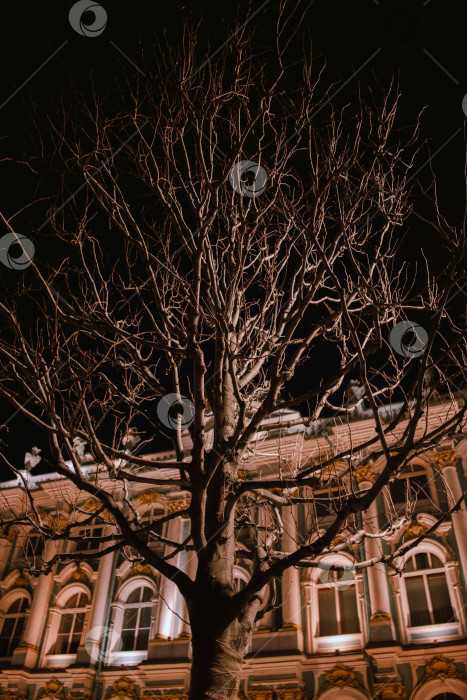 Скачать дерево оголенное фотосток Ozero