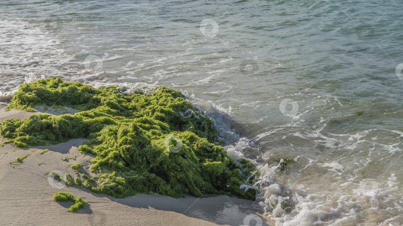 Скачать Пучок ярко-зеленых водорослей, выброшенных на берег океаном. фотосток Ozero