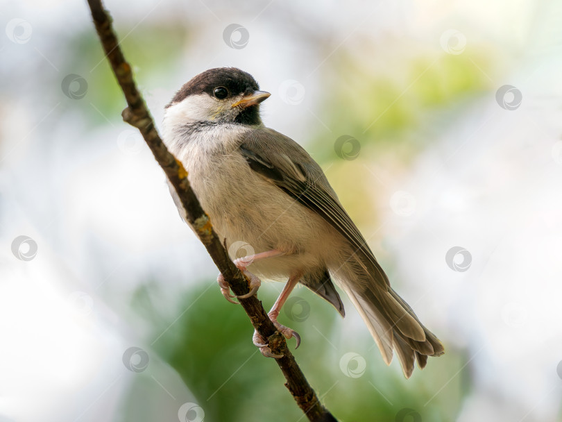 Скачать Ивовая синица или Poecile montanus - птица, сидящая на корточках фотосток Ozero