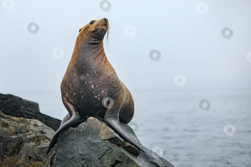 Скачать Сивуч фотосток Ozero
