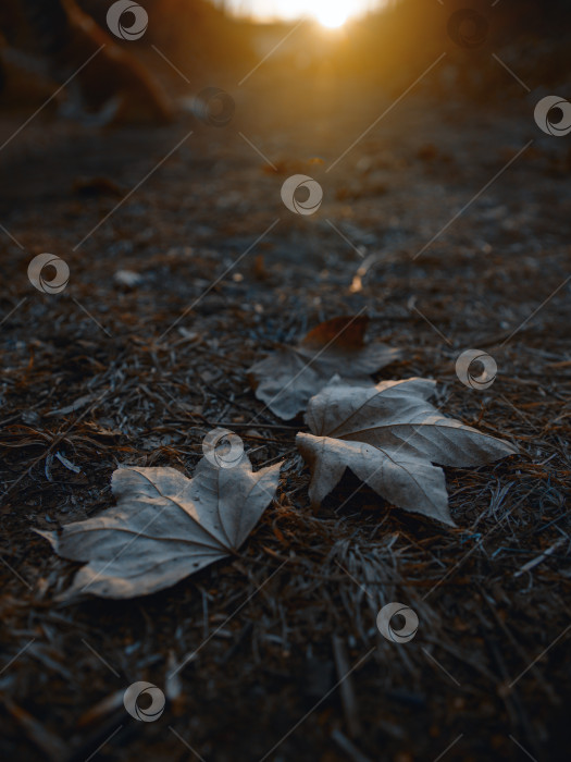 Скачать Осень фотосток Ozero