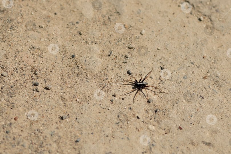 Скачать Черный паук с длинными коричневыми лапами на дороге в солнечный день фотосток Ozero