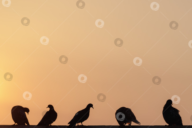 Скачать Силуэты голубей на солнце фотосток Ozero