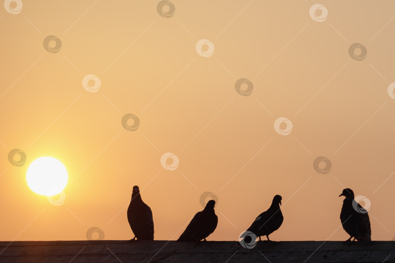 Скачать Силуэты голубей в лучах встречного солнца фотосток Ozero