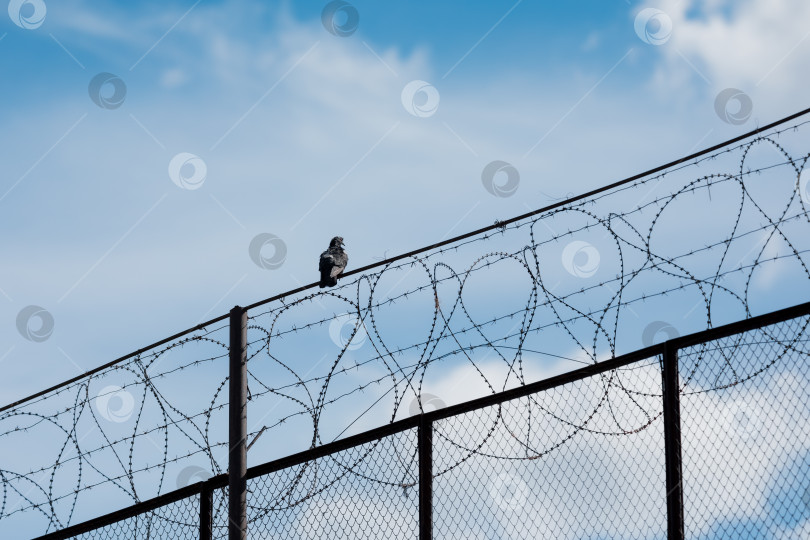 Скачать Голубь сидит на тюремном заборе с колючей проволокой фотосток Ozero