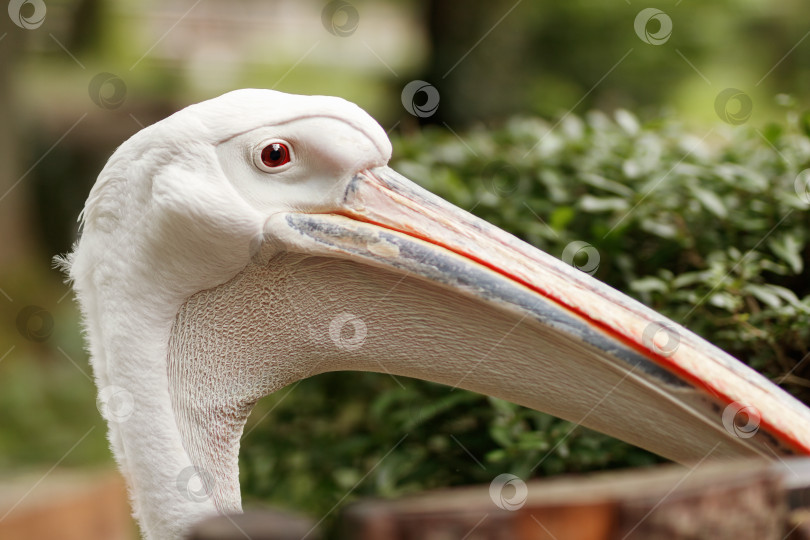Скачать Портрет белого пеликана с красным глазом крупным планом фотосток Ozero