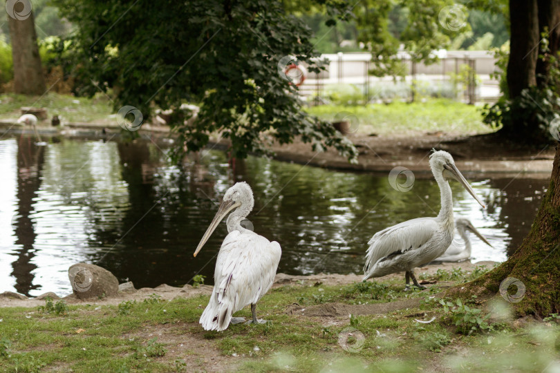 Скачать Два белых пеликана у пруда фотосток Ozero