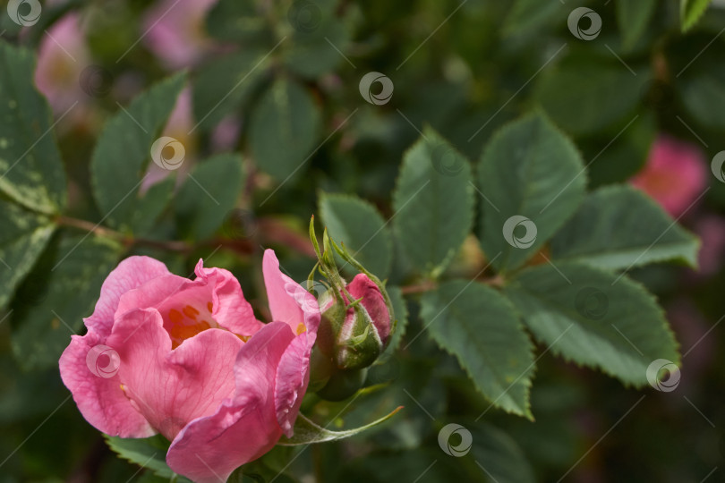 Скачать В саду распускаются цветы шиповника (лат. Rosa). фотосток Ozero