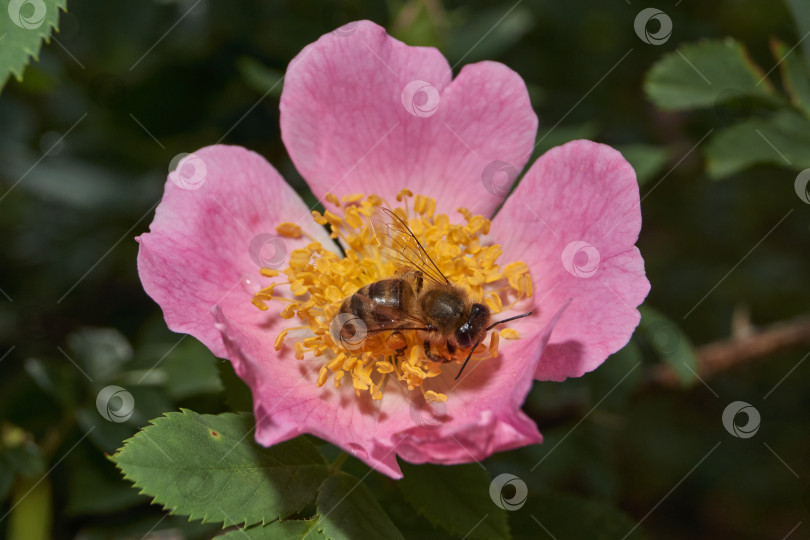 Скачать В саду распускаются цветы шиповника (лат. Rosa). фотосток Ozero