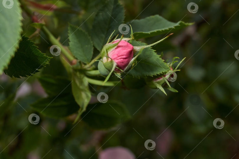Скачать В саду распускаются цветы шиповника (лат. Rosa). фотосток Ozero