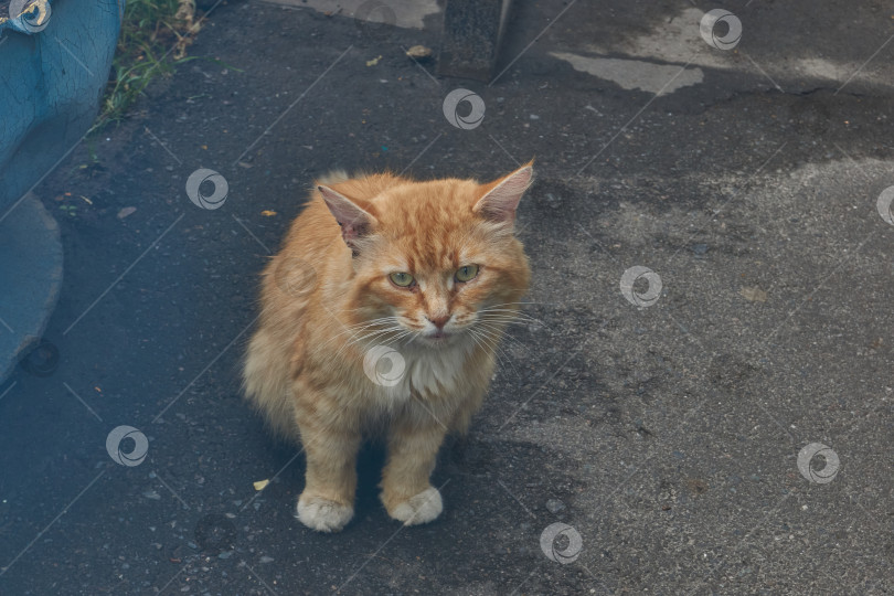 Скачать Кошка гуляет во дворе дома. фотосток Ozero
