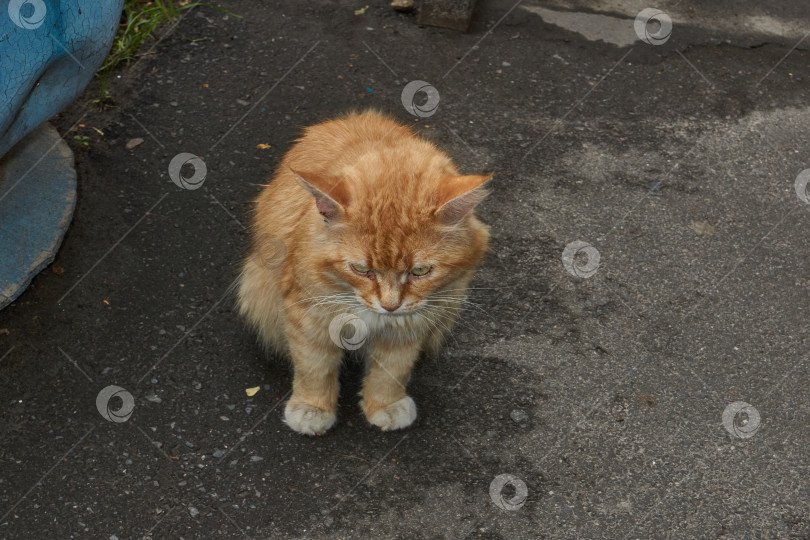 Скачать Кошка гуляет во дворе дома. фотосток Ozero