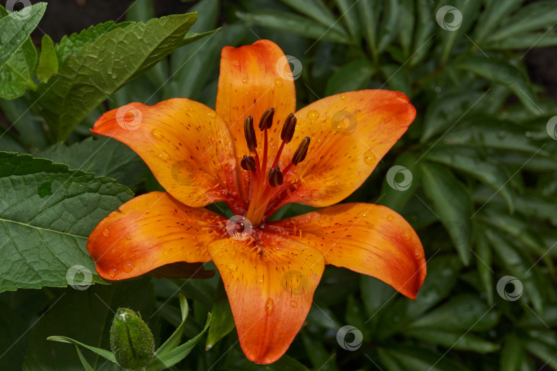 Скачать Лилия (лат. Lilium) зацветает в саду после дождя. фотосток Ozero