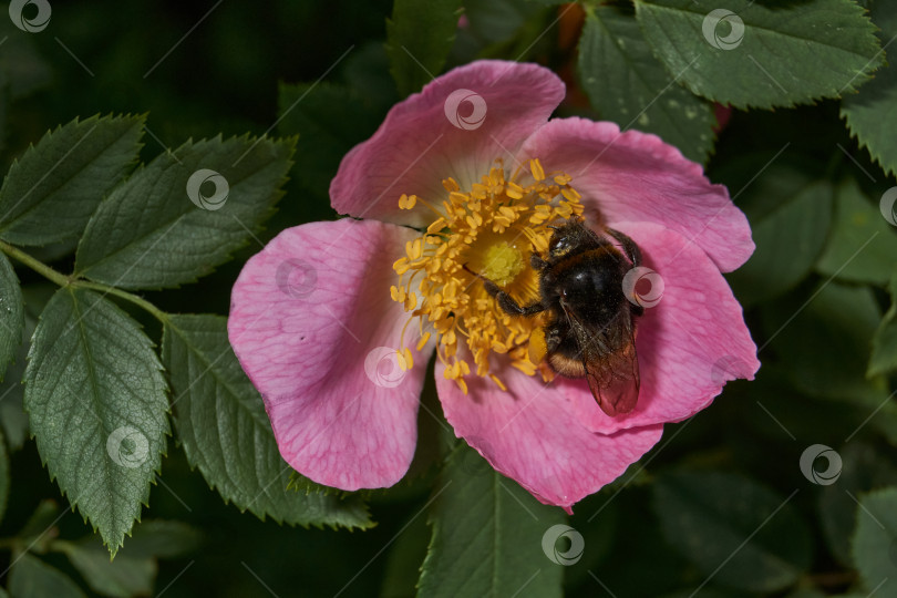 Скачать В саду распускаются цветы шиповника (лат. Rosa). фотосток Ozero