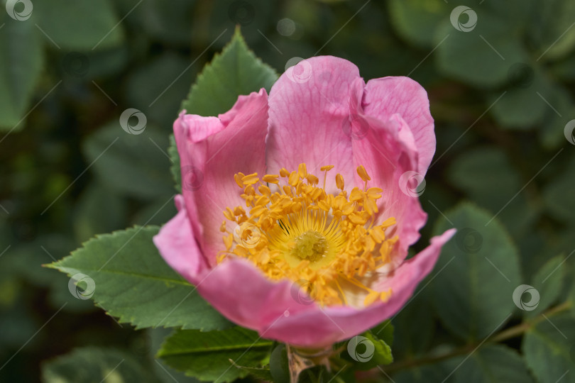 Скачать В саду распускаются цветы шиповника (лат. Rosa). фотосток Ozero