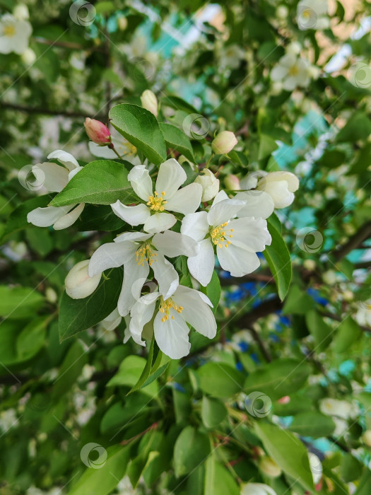 Скачать Ранетка цветёт фотосток Ozero