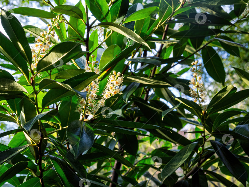 Скачать Цветущая лавровишня (Prunus laurocerasus) - летний дневной день фотосток Ozero