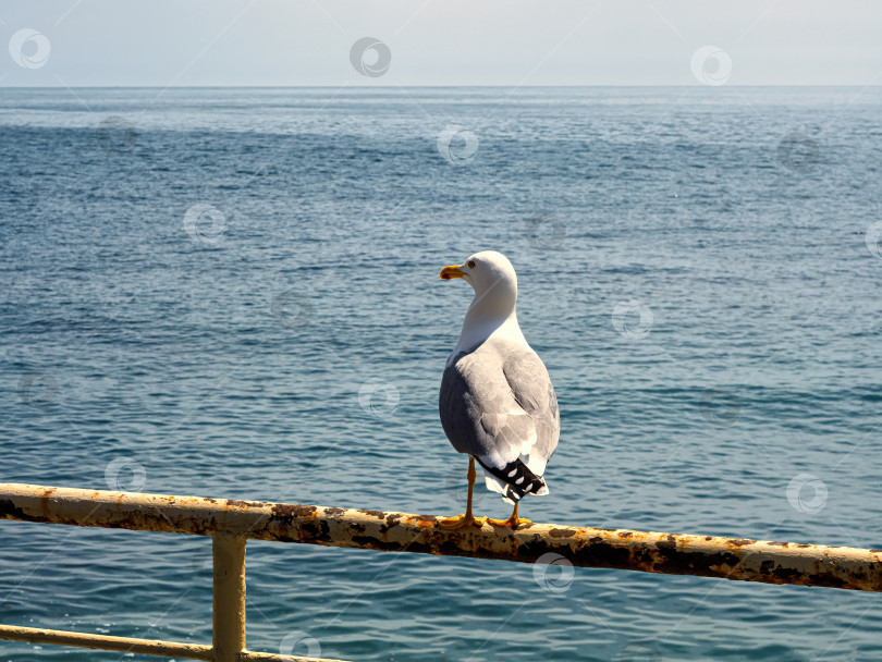Скачать Чайка на фоне моря фотосток Ozero