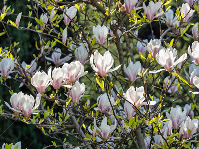 Скачать Цветущий куст магнолии Суланжи, сорт «Альба Суперба» (Magnolia × soulangeana ‘Alba Superba's) с бело-розовыми цветами фотосток Ozero