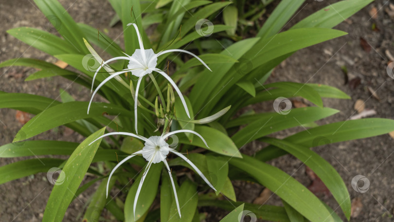 Скачать Красивые белые цветы hymenocallis littoralis - пляжная паучья лилия. фотосток Ozero