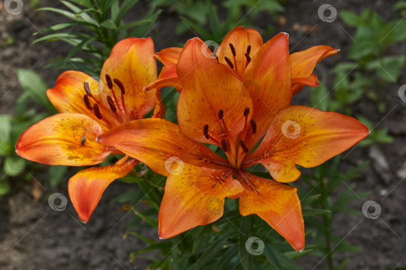 Скачать Лилия (лат. Lilium) цветет в саду. фотосток Ozero