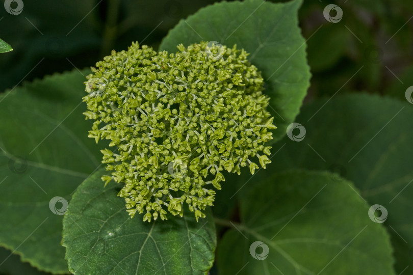 Скачать Распускаются соцветия гортензии (лат. Hydrangea). фотосток Ozero