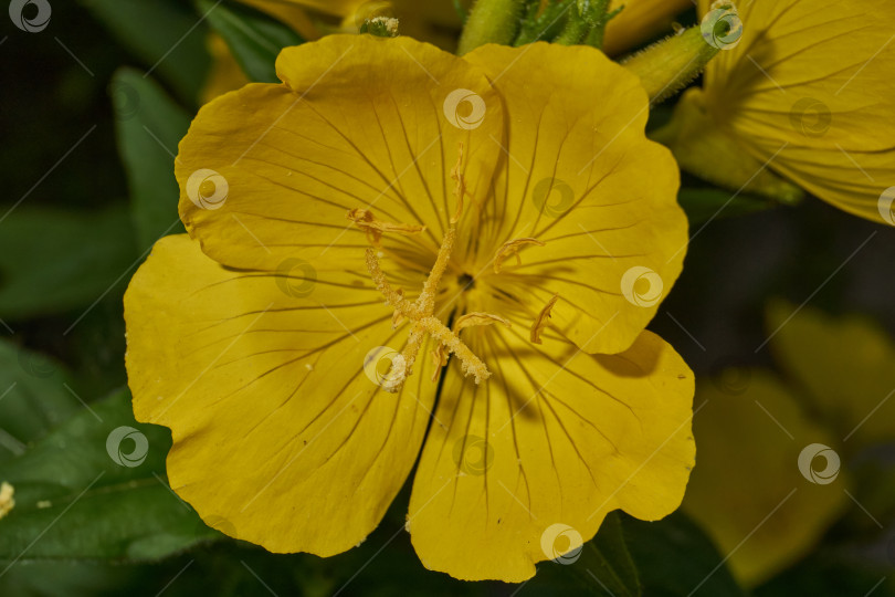 Скачать Энотера (лат. Oenothera) - род растений семейства кипарисовые (Onagraceae). фотосток Ozero