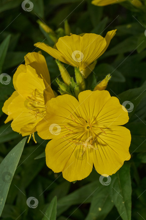 Скачать Энотера (лат. Oenothera) - род растений семейства кипарисовые (Onagraceae). фотосток Ozero