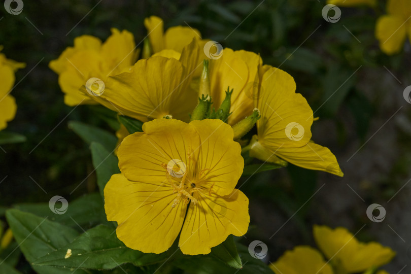 Скачать Энотера (лат. Oenothera) - род растений семейства кипарисовые (Onagraceae). фотосток Ozero