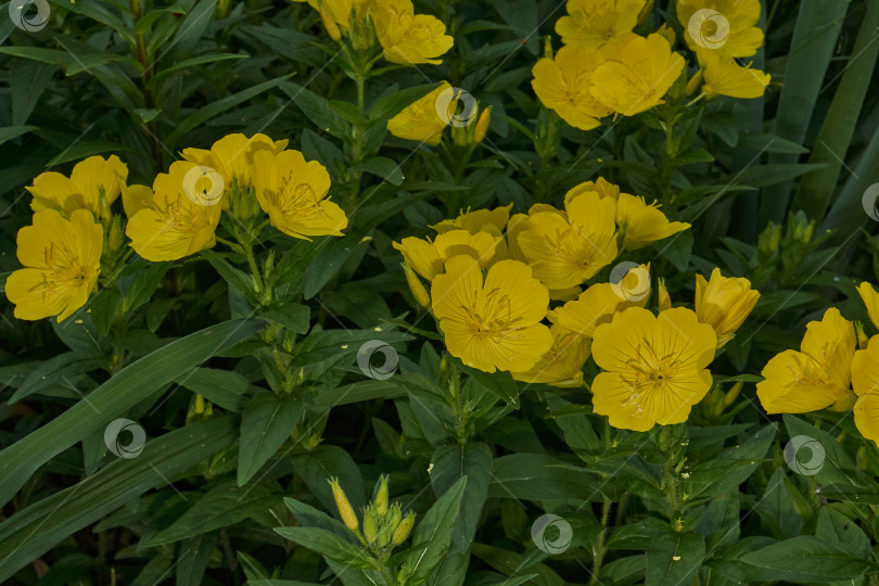Скачать Энотера (лат. Oenothera) - род растений семейства кипарисовые (Onagraceae). фотосток Ozero