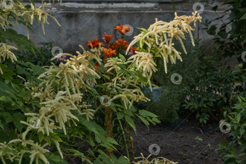 Скачать Арункус (лат. Aruncus) цветет в саду. фотосток Ozero