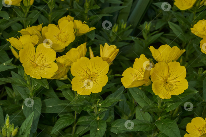 Скачать Энотера (лат. Oenothera) - род растений семейства кипарисовые (Onagraceae). фотосток Ozero