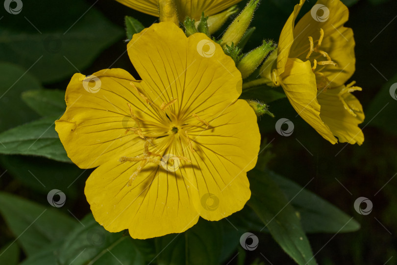 Скачать Энотера (лат. Oenothera) - род растений семейства кипарисовые (Onagraceae). фотосток Ozero