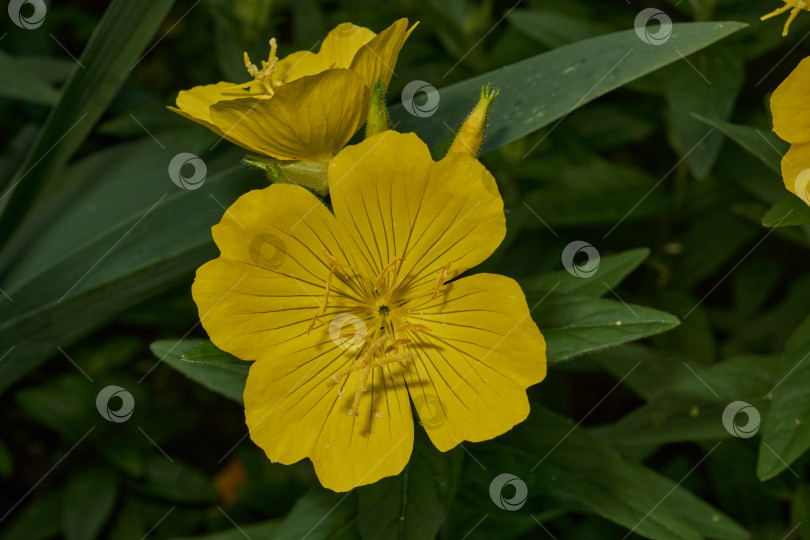 Скачать Энотера (лат. Oenothera) - род растений семейства кипарисовые (Onagraceae). фотосток Ozero
